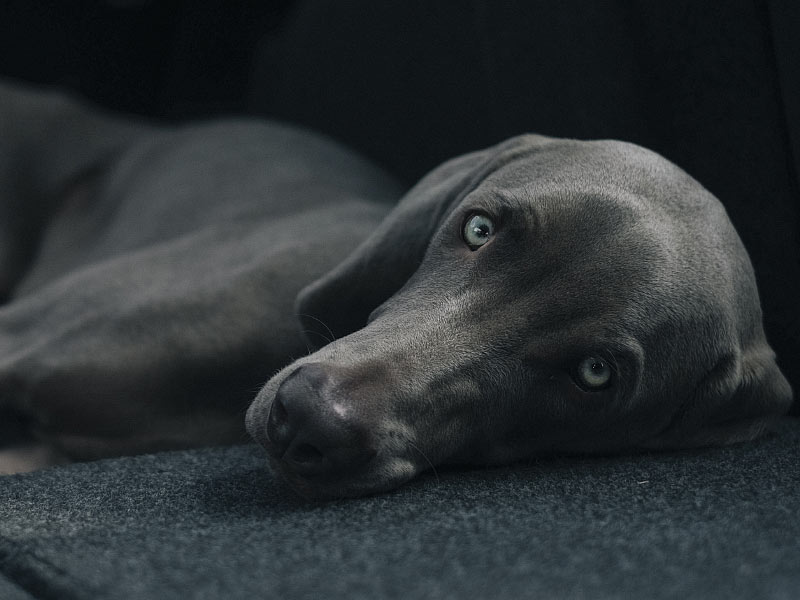 Dog Laying on Carpet Dog Laying on Carpet