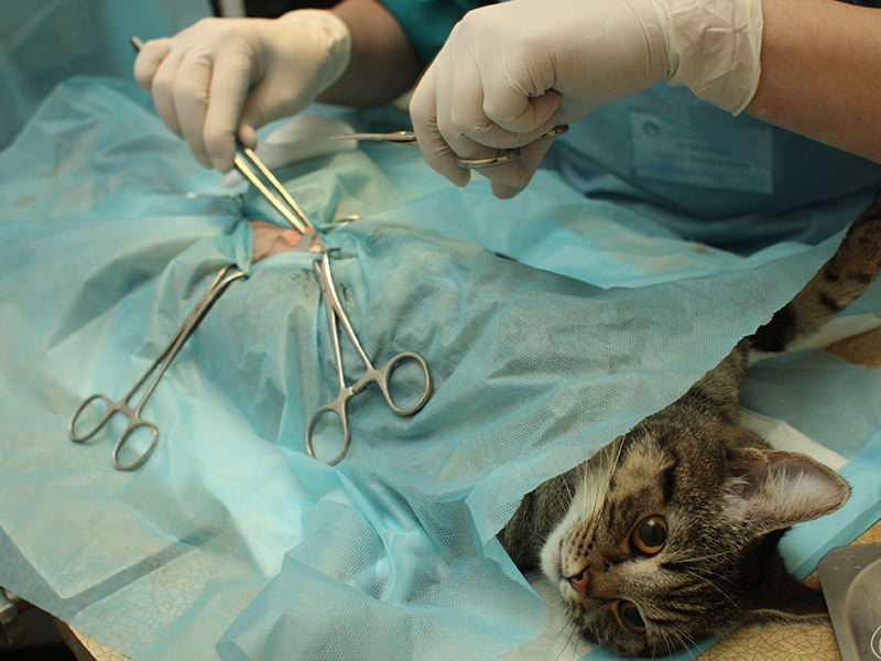Cat Surgery Cat Surgery
